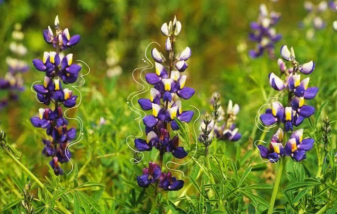 Flor de tarwi (Lupinus mutabilis)