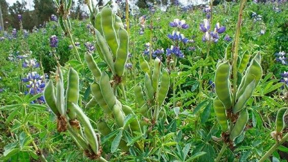 Planta de tarwi en cultivo